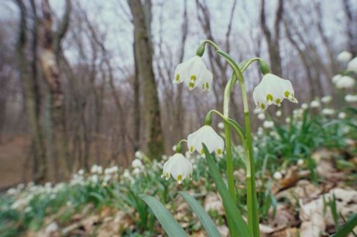 Märzenbecherwanderung im Hainich (Unterhaltung / Freizeit | Weberstedt)