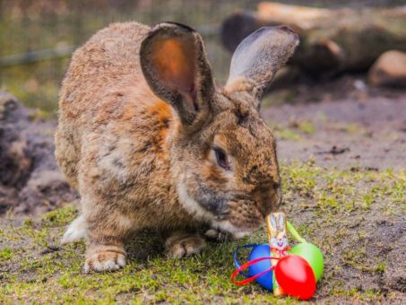 Osteraktion im Wildpark Müden (Unterhaltung / Freizeit | Faßberg)