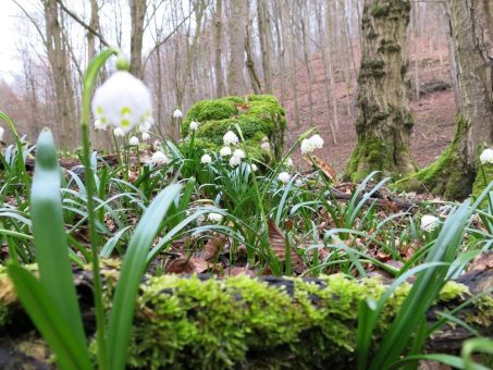 Märzenbecherwanderung im Nationalpark Hainich (Unterhaltung / Freizeit | Weberstedt)