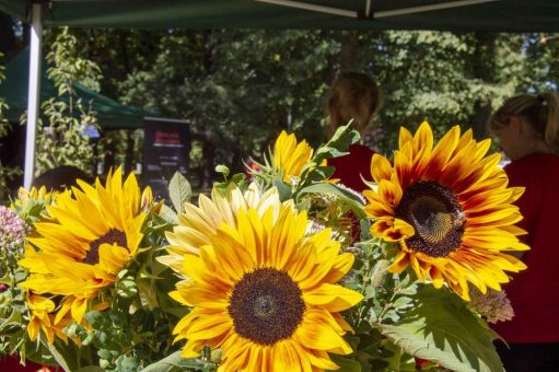 Sonnenblumenfest & Entenrennen (Unterhaltung / Freizeit | Zwickau)